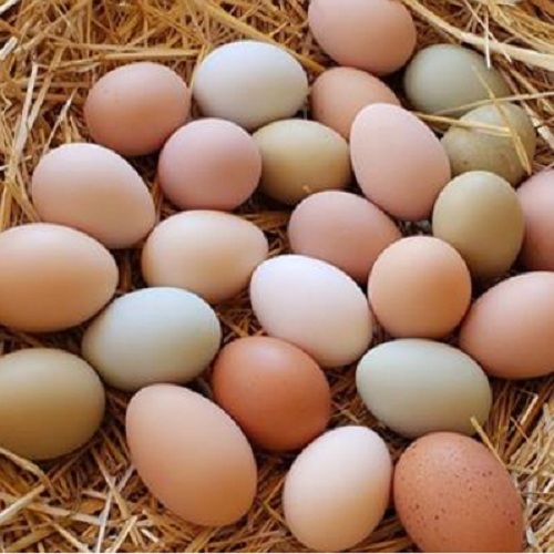 How Odorless Organic Eggs are different from Normal Eggs?