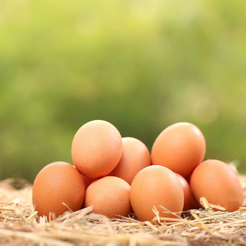 Brown Organic Eggs Supplier in dahod